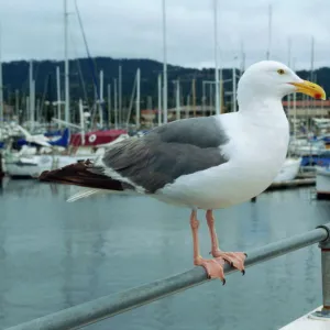 California Gull