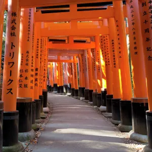 Senbon Torii (1, 000 Torii gates), Fushimi Inari Taisha shrine, Kyoto, Japan, Asia