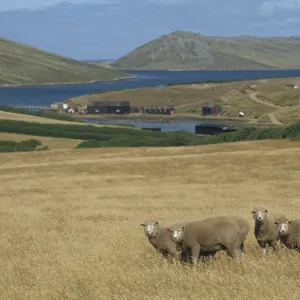 Falkland Islands Pillow Collection: Port Howard