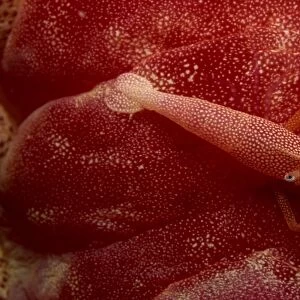 Shrimp living on the skin of a spanish dancer nudibranch