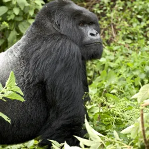 Silverback mountain gorilla