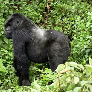Rwanda Collection: Related Images