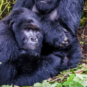 Africa Fine Art Print Collection: DR Congo