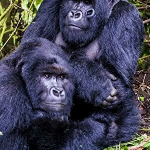 Democratic Republic of the Congo Heritage Sites Collection: Virunga National Park