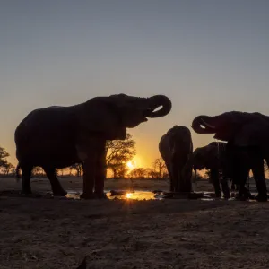 A small herd of African bush elephants (Loxodonta africana)