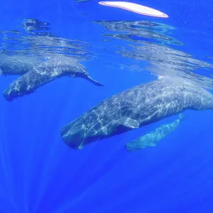 A small pod of sperm whales (Physeter macrocephalus) swimming underwater off the coast of Roseau, Dominica, Windward Islands, West Indies, Caribbean, Central America