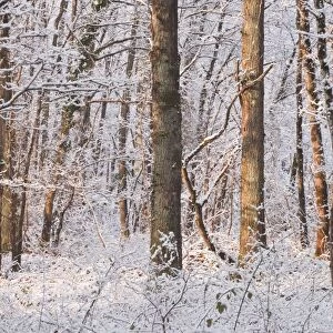 Snow covered trees in the Loire Valley area, Loir-et-Cher, Centre, France, Europe
