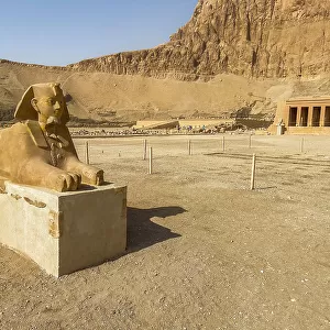 Sphinx at the base of the mortuary temple of Hatshepsut in Deir al-Bahri, built during the reign of Pharaoh Hatshepsut, UNESCO World Heritage Site, Thebes, Egypt, North Africa, Africa