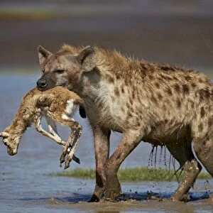 Spotted hyena (spotted hyaena) (Crocuta crocuta) with a baby Thomsons Gazelle (Gazella thomsonii)