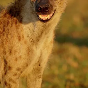 Spotted hyena (spotted hyaena) (Crocuta crocuta), Masai Mara National Reserve