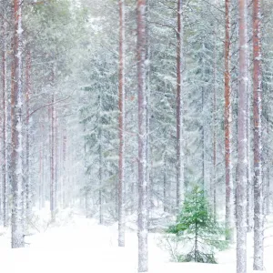 Tall trees in the snowy woods shrouded in the morning mist, Alaniemi, Rovaniemi, Lapland region