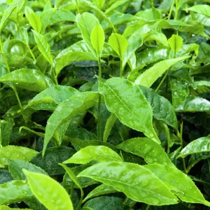 Tea shrub, near Munnar, Kerala, India, Asia