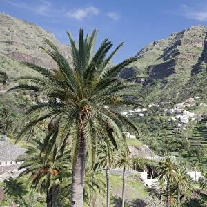 Terraced fields, Valle Gran Rey, La Gomera, Canary Islands, Spain, Europe
