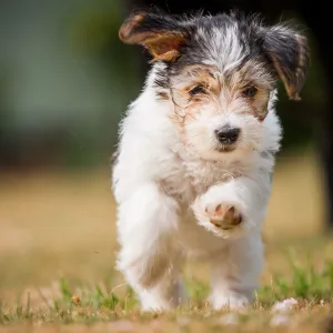 Terrier puppy running, United Kingdom, Europe