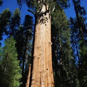 S Collection: General Sherman