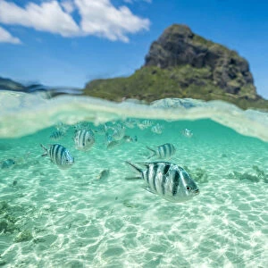 Tropical fish swimming on coral reef in the tropical lagoon, Le Morne Brabant