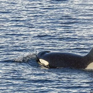 Type A killer whale (Orcinus orca) bull, traveling and socializing in Gerlache Strait near the Antarctic Peninsula, Southern Ocean, Polar Regions