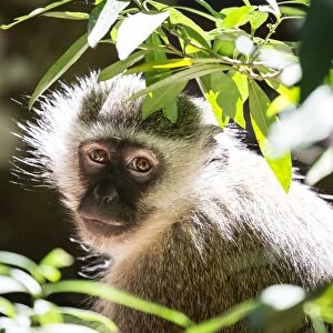 Vervet Monkey at Monkeyland Primate Sanctuary in Plettenberg Bay, South Africa, Africa