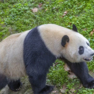 View of Giant Panda in the Dujiangyan Panda Base, Chengdu, Sichuan Province, People s