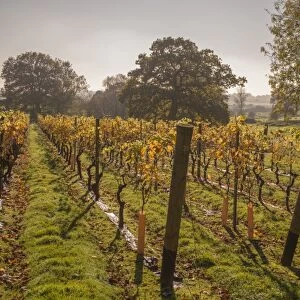 Vineyard, Chapel Down Winery, near Tenterden, Kent, England, United Kingdom, Europe