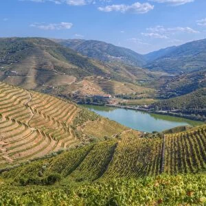 Vineyards and the Douro River, Alto Douro Wine Valley, UNESCO World Heritage Site