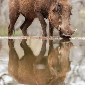 Warthog male (Phacochoerus africanus) drinking, Zimanga game reserve, KwaZulu-Natal