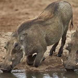 Two warthog (Phacochoerus aethiopicus) drinking, Addo Elephant National Park, South Africa