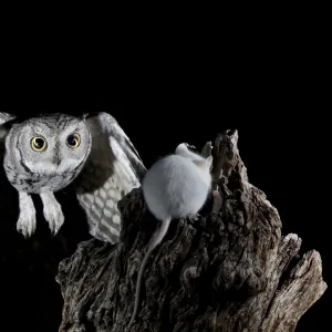 Western screech-owl (Megascops kennicottii) in flight, The Pond, Amado