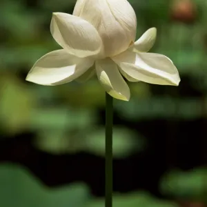 White lotus blossom