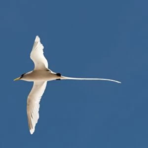 Tropicbirds Collection: White Tailed Tropicbird