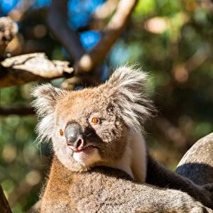 Wild Koala in the trees on Kangaroo Island. South Australia, Australia, Pacific