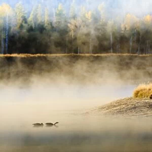 Wildfowl on Snake River surrounded by a cold dawn mist, autumn (fall), Grand Teton National Park, Wyoming, United States of America, North America