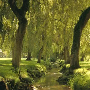 Willow trees by forest stream, New Forest, Hampshire, England, UK, Europe