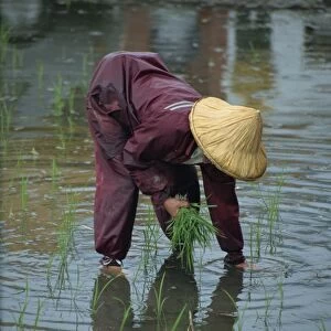 A woman transplanting rice in a paddy field on the