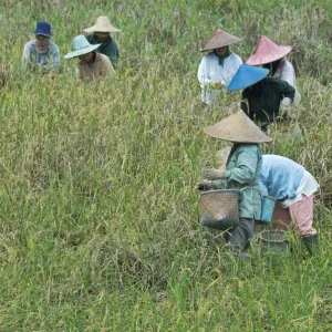 Women picking rice, Serian, Sarawak, Malaysian Borneo, Malaysia, Southeast Asia, Asia