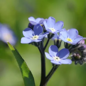 Wood forget-me-not (Myosotis sylvatica) flowers, Cornwall, England, United Kingdom