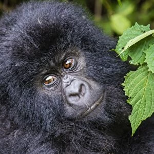 Young mountain gorilla (Gorilla beringei beringei) in the Virunga National Park