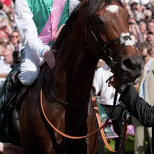 Frankel at the 2012 Ebor Festival