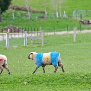 Sheep in team colours at the 2011 Rugby World Cup