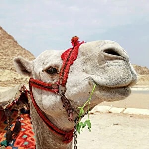 A Camel in Cairo, Egypt