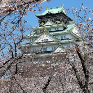 Cherry Blossom season around Osaka Castle, Osaka, Japan