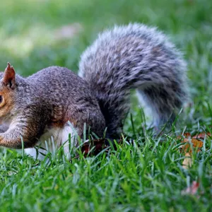 Grey squirrel