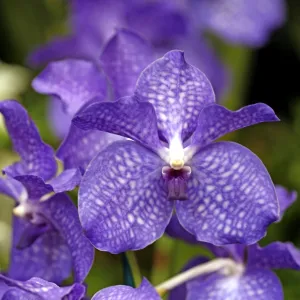 Vanda Blue Magic Orchid