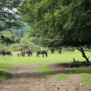 Exmoor ponies, Somerset, UK