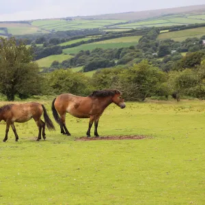 Exmoor ponies, Somerset, UK