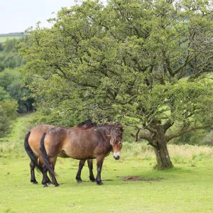 Exmoor ponies, Somerset, UK