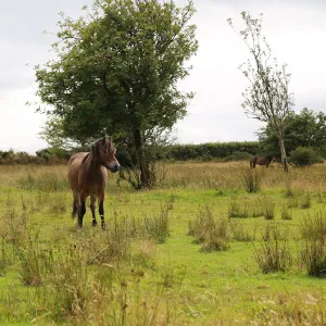 Exmoor pony, Somerset, UK