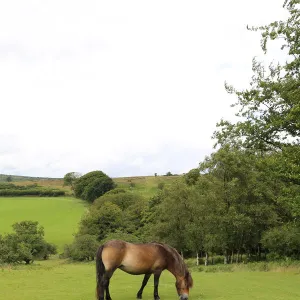 Exmoor pony, Somerset, UK