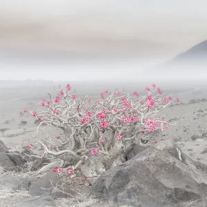 Adenium obesum in Lake Natron area, Northern Tanzania, with the active volcano Ol Doinyo