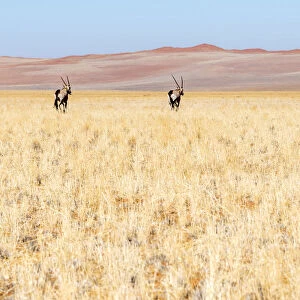Africa, Namibia. Two Oryx near the red dunes of the namib desert